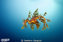 "lost into the blue" the dragon was swimming in the curre... by Gaetano Gargiulo 